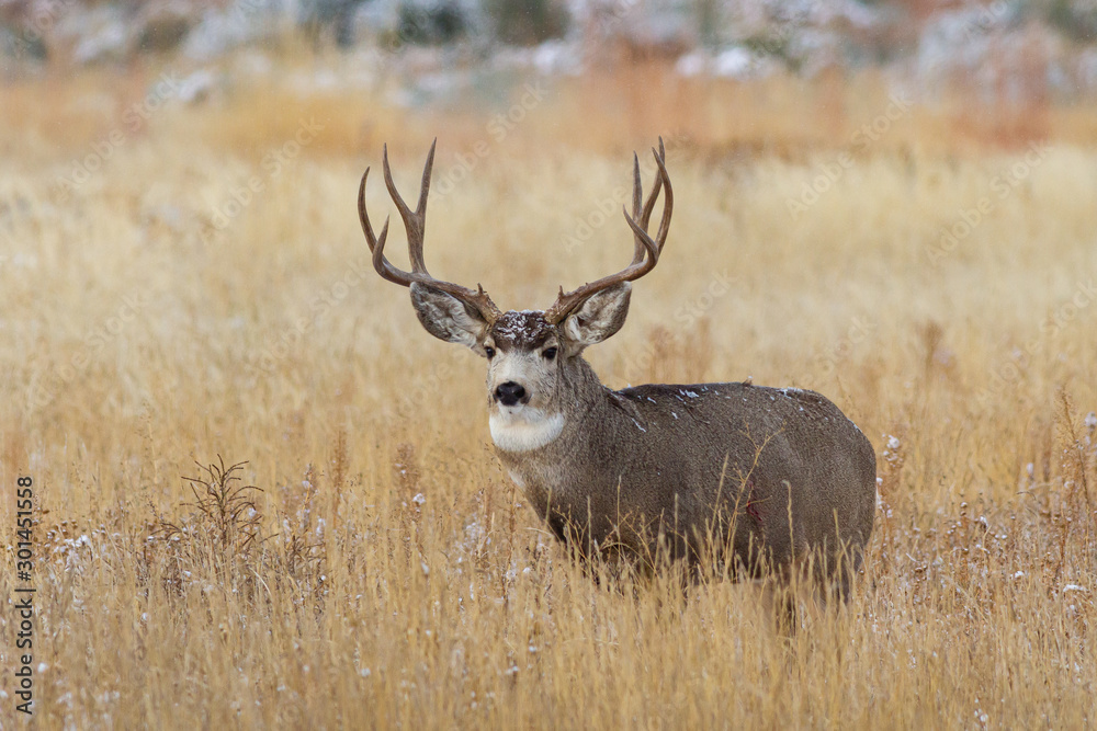 Colorado Wildlife. Wild Deer on the High Plains of Colorado Colorado Wildlife. Wild Deer on the High Plains of Colorado