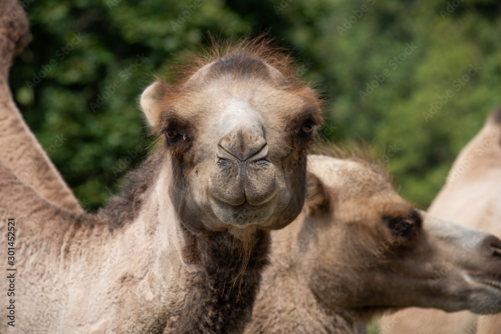 Fototapeta premium Trampeltier