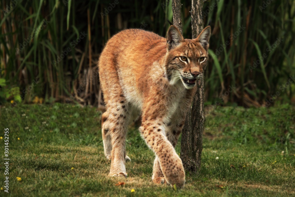 The Eurasian lynx (Lynx lynx) walking in front of the forest. Young male with green background. Lynx in morning sun. The Eurasian lynx (Lynx lynx) walking in front of the forest. Young male with green background. Lynx in morning sun.