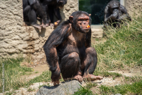 Fototapeta Naklejka Na Ścianę i Meble -  Schimpansen