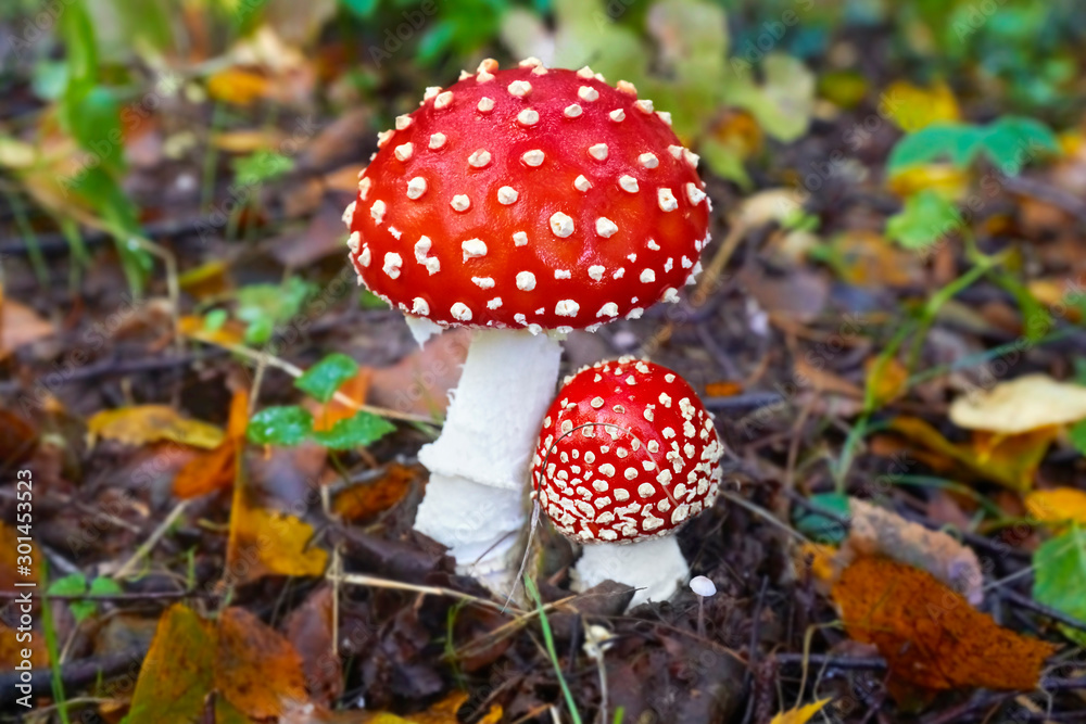 Beautiful poisonous fly agaric in the forest. Close-up. Beautiful poisonous fly agaric in the forest. Close-up.