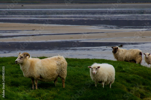 Fototapeta Naklejka Na Ścianę i Meble -  sheep on the beach