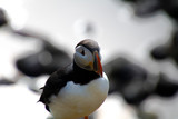 Puffins in Látrabjarg