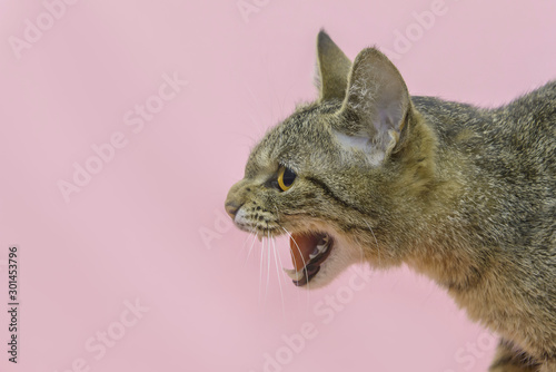 angry cat with negative space