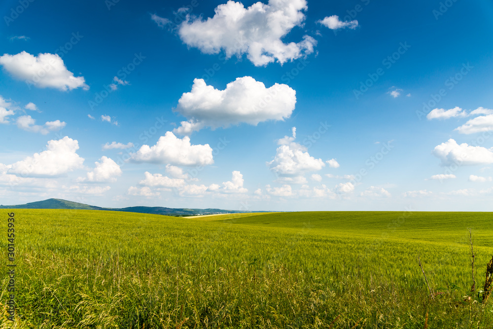 Obraz premium green field and blue sky