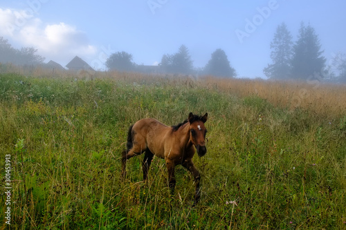 The horse graze on the meadow in the Carpathian Mountains. Misty landscape. Morning fog high in the mountains. Ukraine. © vlamus