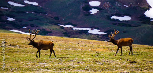 Elk Rocky Mountains