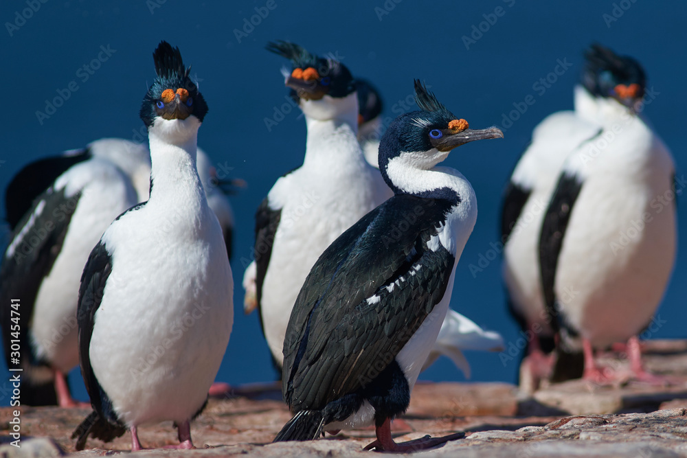 Obraz premium Imperial Shag (Phalacrocorax atriceps albiventer) on the coast of Bleaker Island on the Falkland Islands