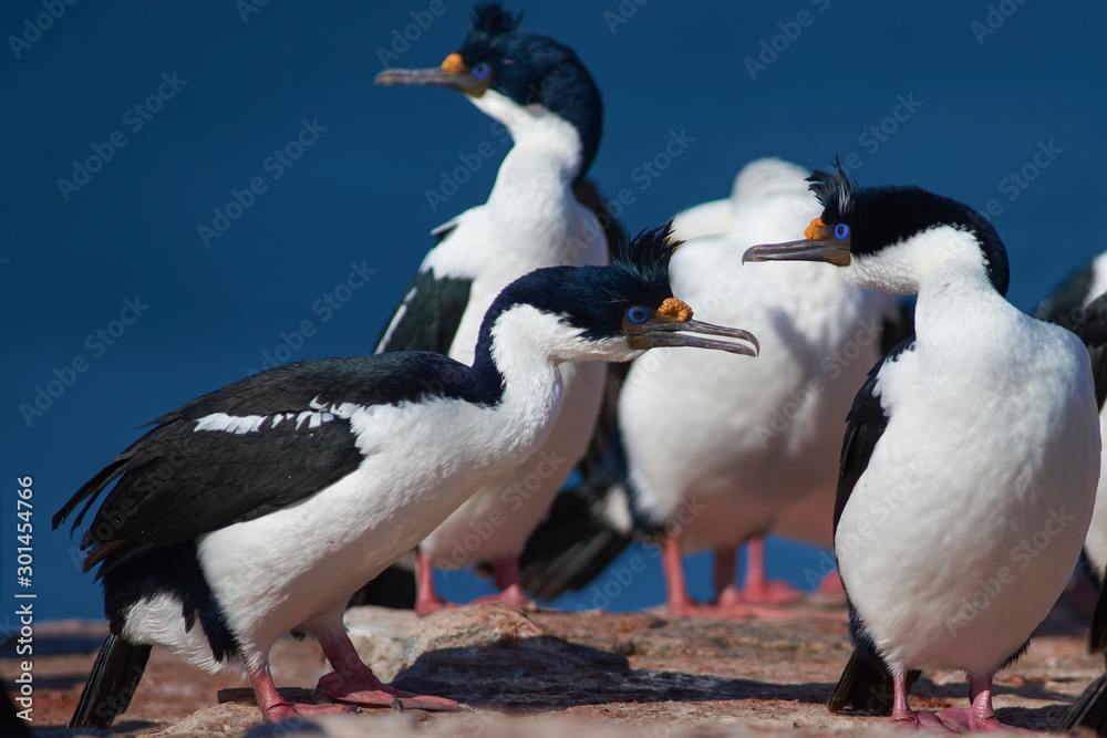Imperial Shag (Phalacrocorax atriceps albiventer) on the coast of Bleaker Island on the Falkland Islands Imperial Shag (Phalacrocorax atriceps albiventer) on the coast of Bleaker Island on the Falkland Islands