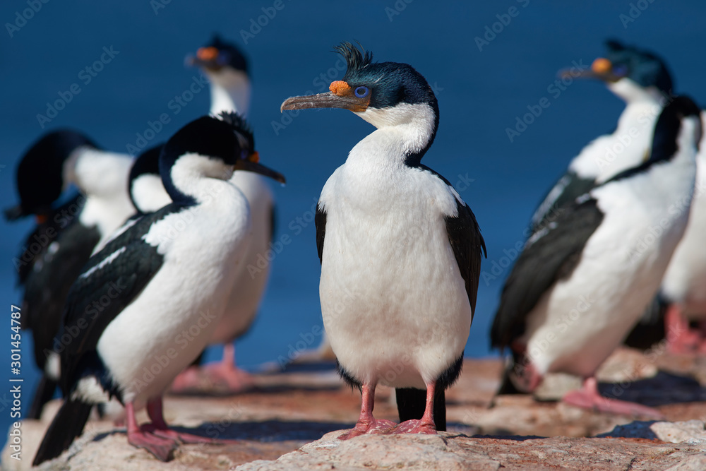 Obraz premium Imperial Shag (Phalacrocorax atriceps albiventer) on the coast of Bleaker Island on the Falkland Islands