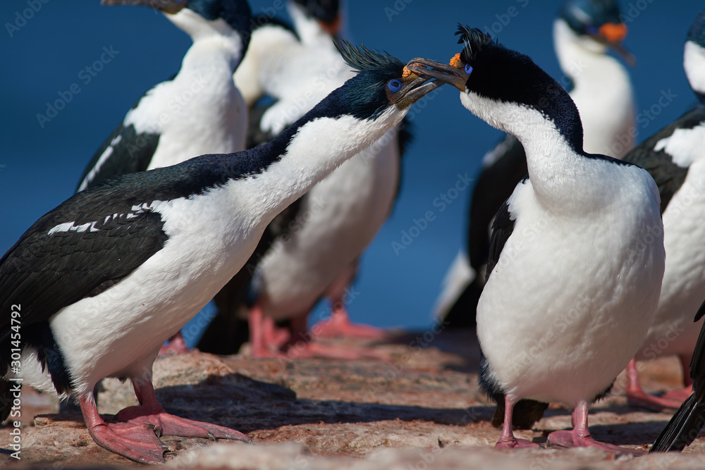 Fototapeta premium Imperial Shag (Phalacrocorax atriceps albiventer) on the coast of Bleaker Island on the Falkland Islands