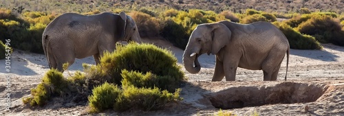 Photography elephants in water