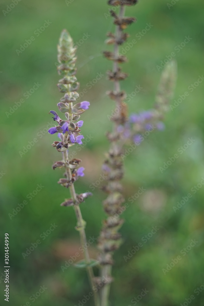 Wild violet flowers grow in the field, purple flower Wild violet flowers grow in the field, purple flower