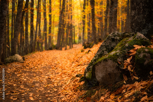 Bosque castañar en otoño