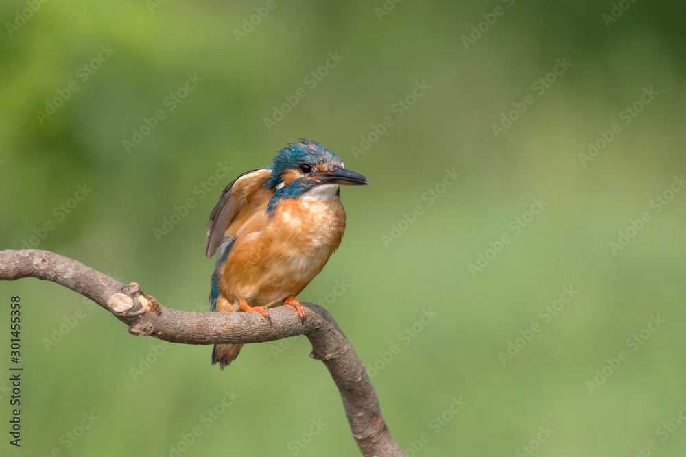 The European kingfisher (Alcedo atthis) The European kingfisher (Alcedo atthis)