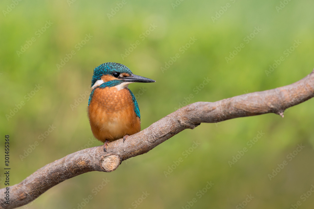 Portrait of common kingfisher at sunrise (Alcedo atthis) Portrait of common kingfisher at sunrise (Alcedo atthis)