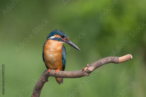 Foto Portrait of common kingfisher male (Alcedo atthis)