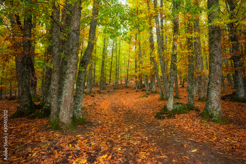 Bosque castañar en otoño © daviddelossan