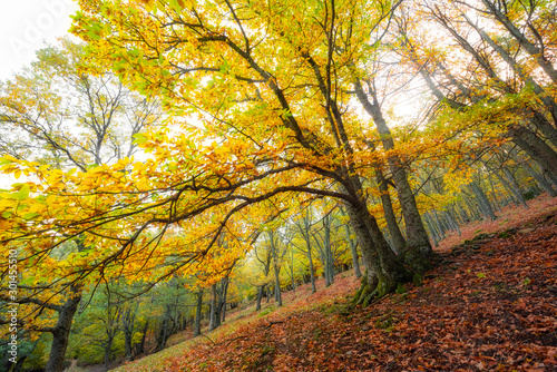 Árbol castaño en bosque en otoño