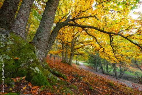 Árbol castaño en bosque en otoño