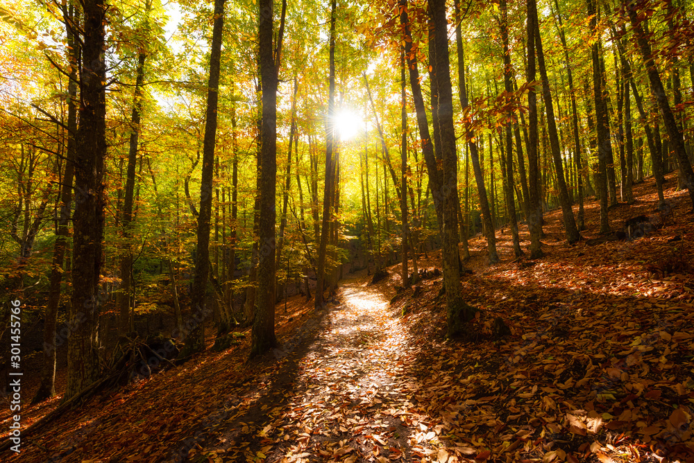 Obraz premium Bosque en otoño con luz del sol