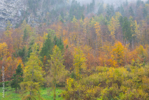 forest in autumn