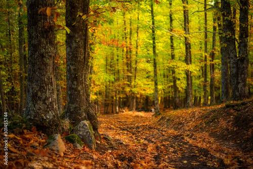 Bosque en otoño con luz del sol