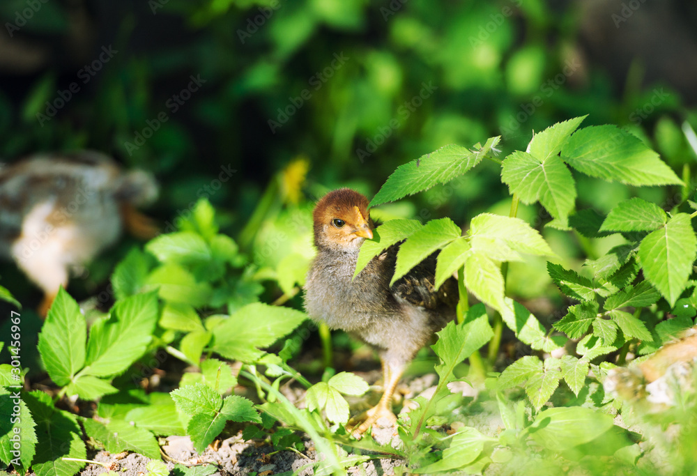 Fototapeta premium beautiful little chicken