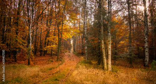 Empty road in colorful autumn forest © scimmery1