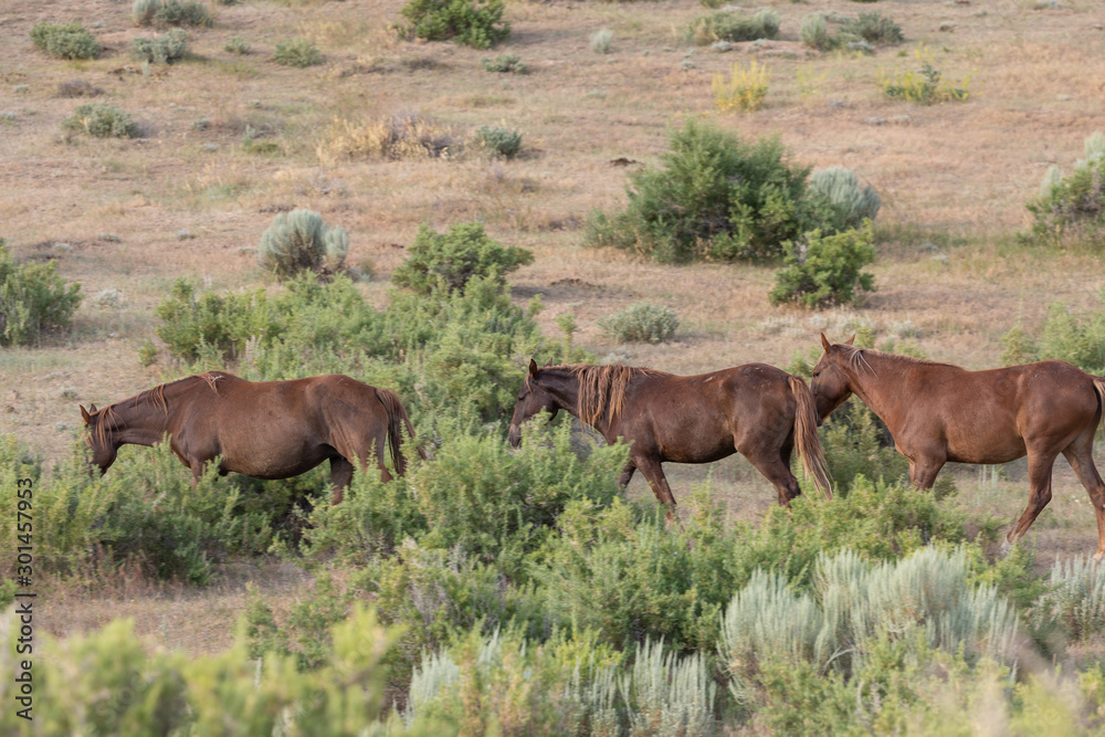 Beautiful Wild Horses in Sand Wash Basin Colorado in Summer