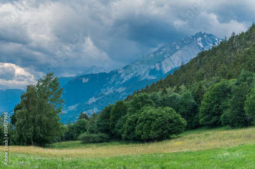 mountain meadow with flowers and a small dark green pine forest and in the background you can see snowy mountain peaks and the sky is covered with black clouds