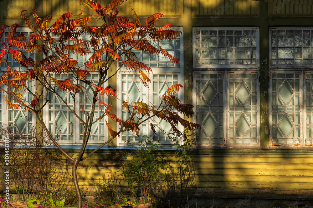 A young tree with bright autumn leaves stands on the background of the veranda of an old wooden house. The color of the house is green. There are windows. Background.