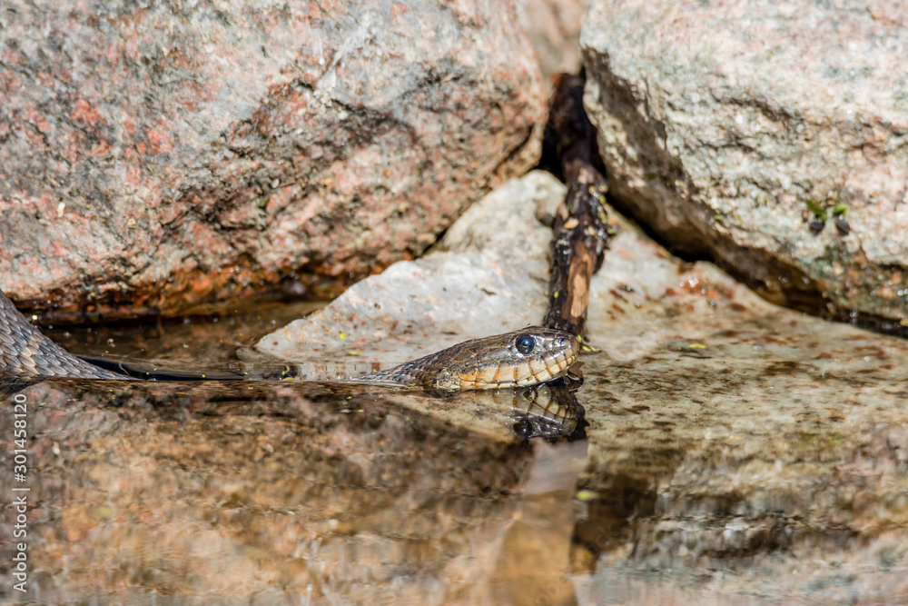 Northern Water snake in cottage country, Quebec, Canada.