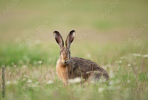 european hare, lepus europaeus, czech nature © prochym