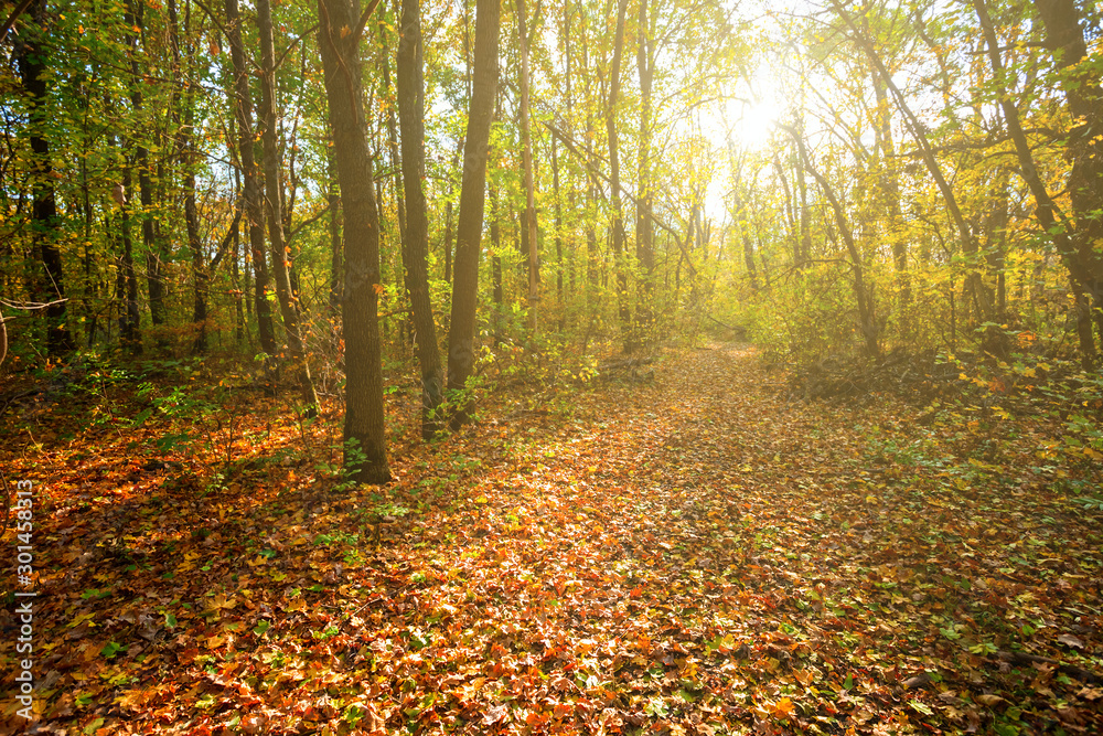beautiful autumn forest glade covered by dry leaves in a light of evening sun