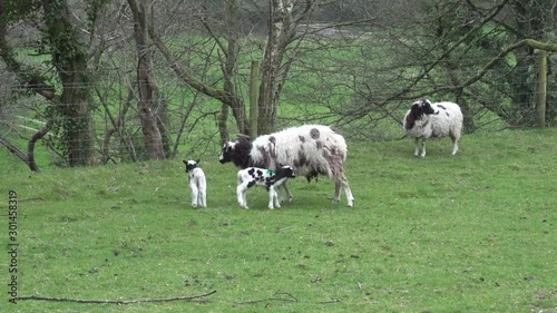 Zoom in of Jacob sheep lambs and ewes in a grass farm field in Cornwall, UK photo