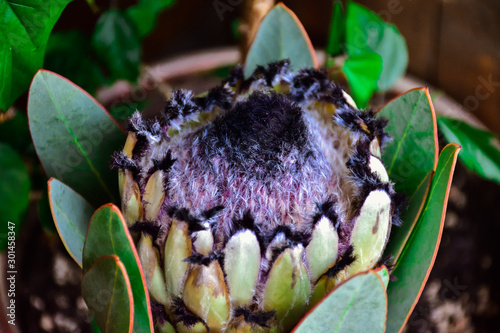 protea flower, white protea close-up, exotic flower, white african protea, protea laurifolia, artichoke protea, neriifolia photo