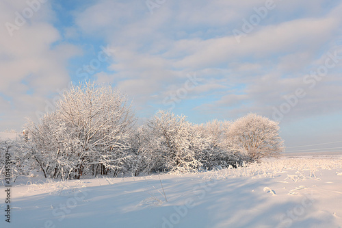 Russian nature in winter, christmas background. After a snowfall, tree branches are covered with snow and sparkle in the sun. This is a beautiful winter banner