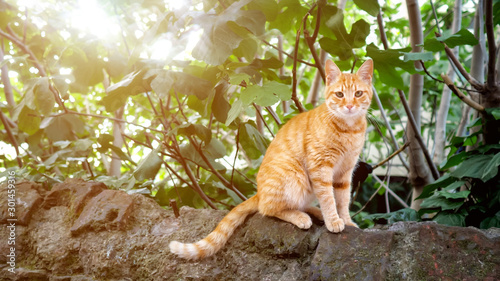 Photography wild red cat sitting on a stone and looking into the camera, copyspace