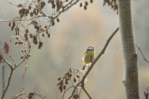 Mésange bleue (Cyanistes caeruleus) 