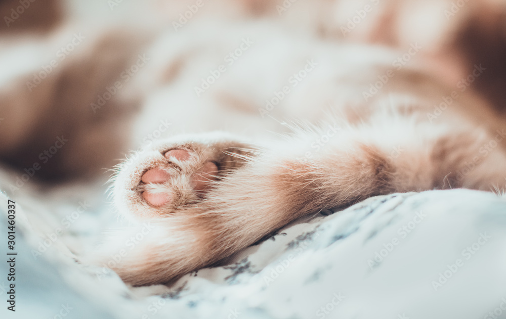 A cute paw and a striped tail of a yellow scottish fold cat closeup with blurred background lying on the blanket. Cold tones. Concept of having a pet