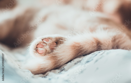 A cute paw and a striped tail of a yellow scottish fold cat closeup with blurred background lying on the blanket. Cold tones. Concept of having a pet © tramster