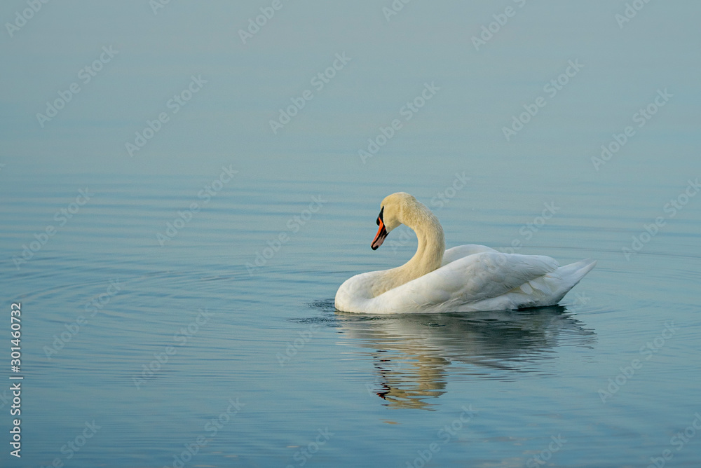 White swan swimming in the calm winter sea White swan swimming in the calm winter sea