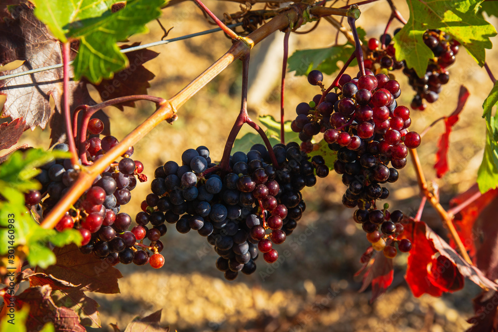 Ripe grapes in the vineyard on a sunny day
