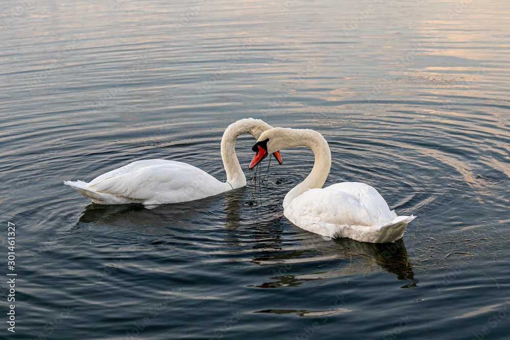 Naklejka premium White swans in the sea at sunrise