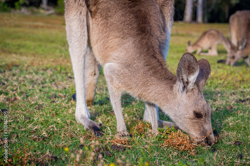 A kangaroo eating grass in the wild in Coombabah Queensland 
