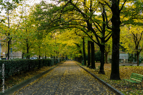 road in a city park in autumn