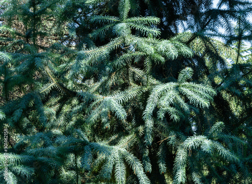 Blue foliage of Chinese Fir Tree (Cunninghamia lanceolata 'Glauca'). Background or Texture of leaves in Park Aivazovsky or Paradise in Pertenit, Crimea. photo