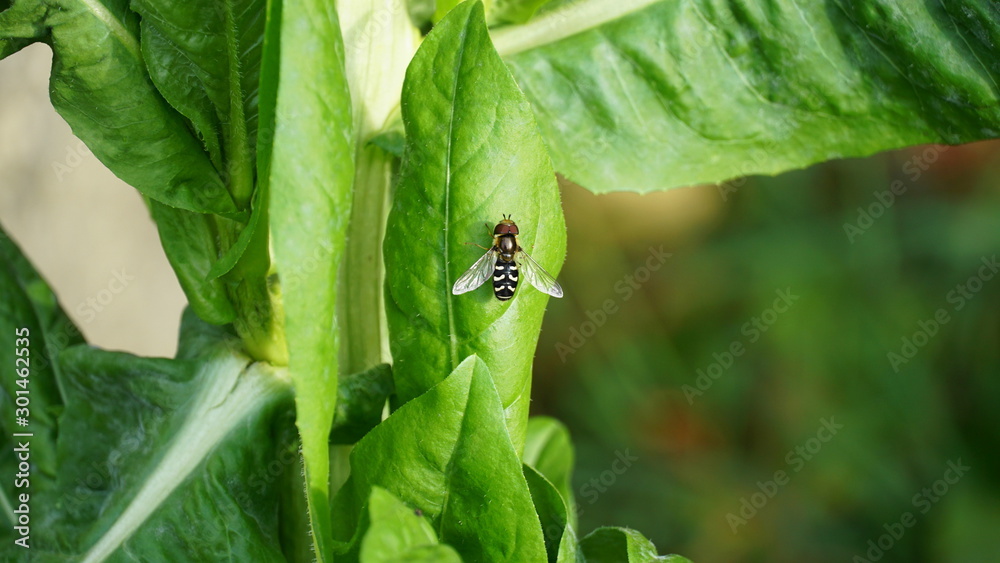 Fototapeta premium Fly on a leaf