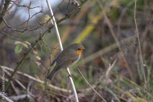 Rouge-gorge familier (Erithacus rubecula)